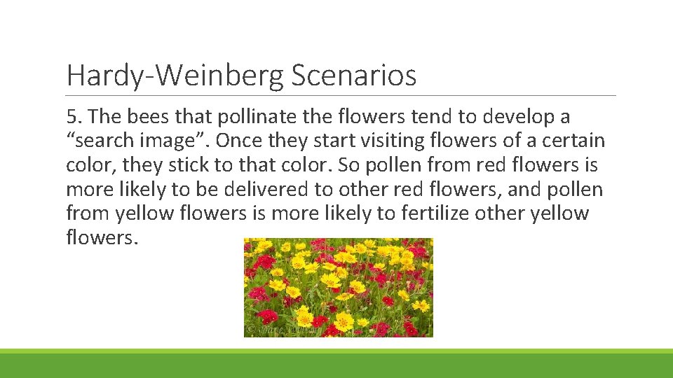 Hardy-Weinberg Scenarios 5. The bees that pollinate the flowers tend to develop a “search Hardy-Weinberg Scenarios 5. The bees that pollinate the flowers tend to develop a “search