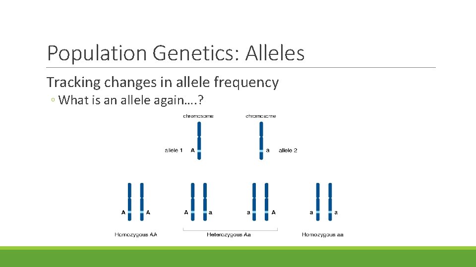 Population Genetics: Alleles Tracking changes in allele frequency ◦ What is an allele again…. Population Genetics: Alleles Tracking changes in allele frequency ◦ What is an allele again….