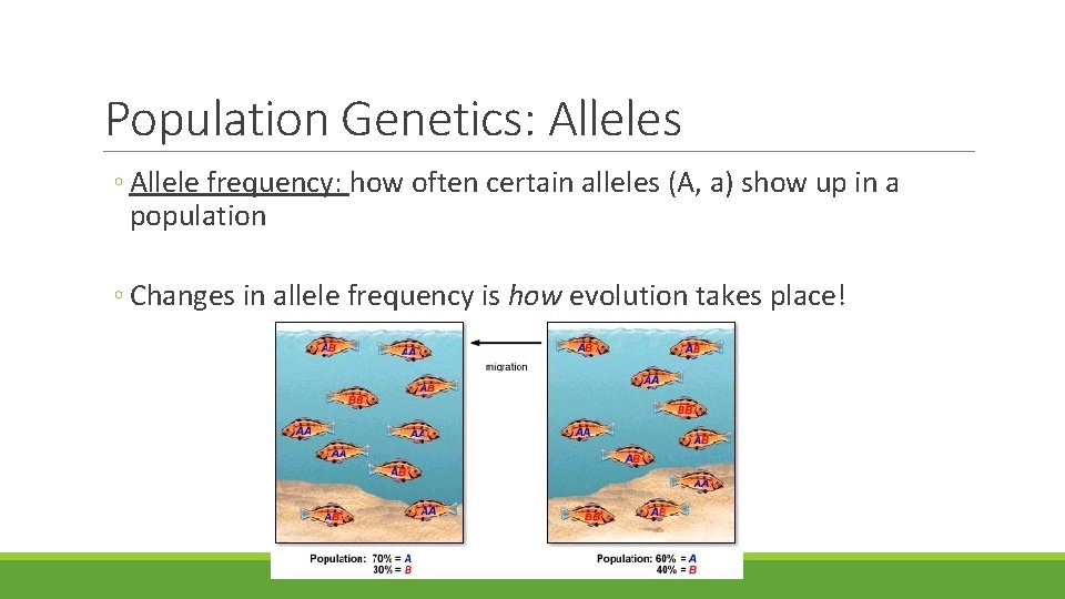 Population Genetics: Alleles ◦ Allele frequency: how often certain alleles (A, a) show up Population Genetics: Alleles ◦ Allele frequency: how often certain alleles (A, a) show up