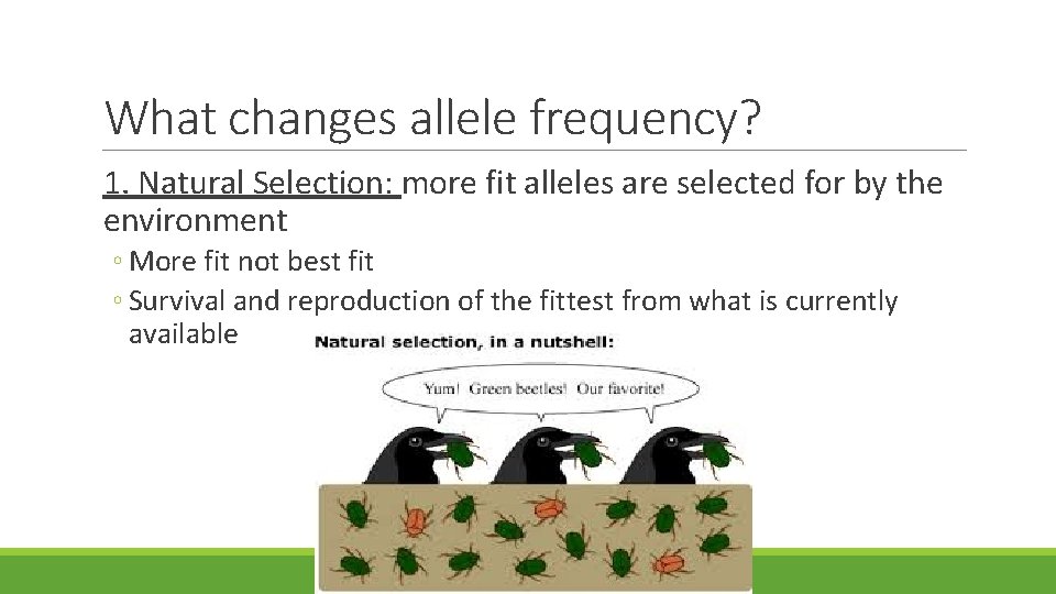 What changes allele frequency? 1. Natural Selection: more fit alleles are selected for by What changes allele frequency? 1. Natural Selection: more fit alleles are selected for by