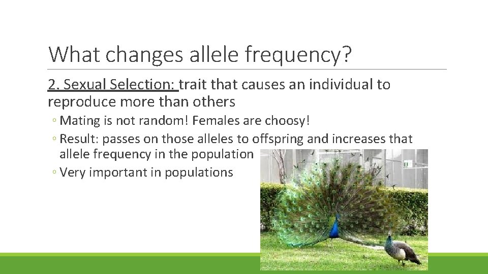 What changes allele frequency? 2. Sexual Selection: trait that causes an individual to reproduce What changes allele frequency? 2. Sexual Selection: trait that causes an individual to reproduce