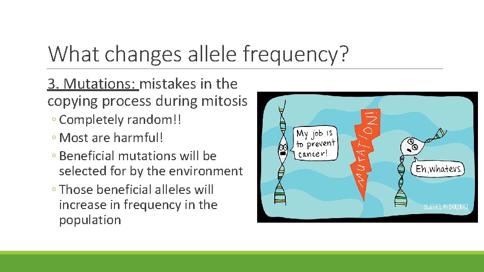 What changes allele frequency? 3. Mutations: mistakes in the copying process during mitosis ◦ What changes allele frequency? 3. Mutations: mistakes in the copying process during mitosis ◦