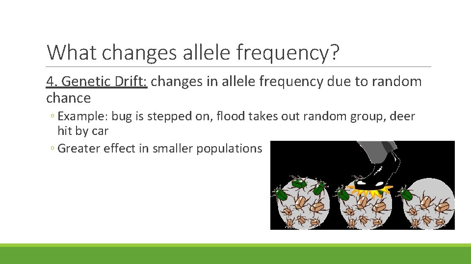What changes allele frequency? 4. Genetic Drift: changes in allele frequency due to random What changes allele frequency? 4. Genetic Drift: changes in allele frequency due to random