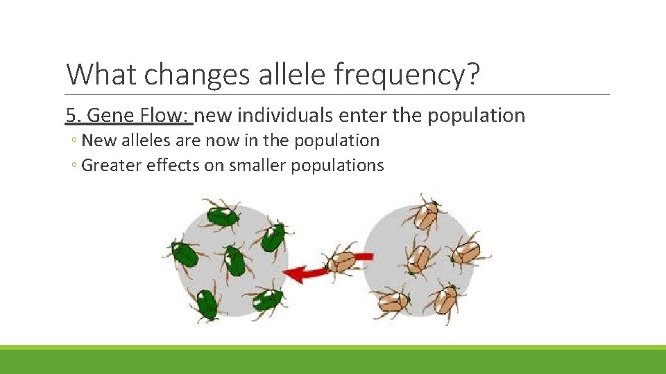 What changes allele frequency? 5. Gene Flow: new individuals enter the population ◦ New What changes allele frequency? 5. Gene Flow: new individuals enter the population ◦ New