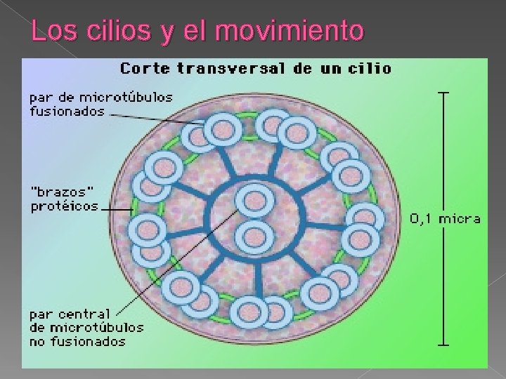Los cilios y el movimiento 
