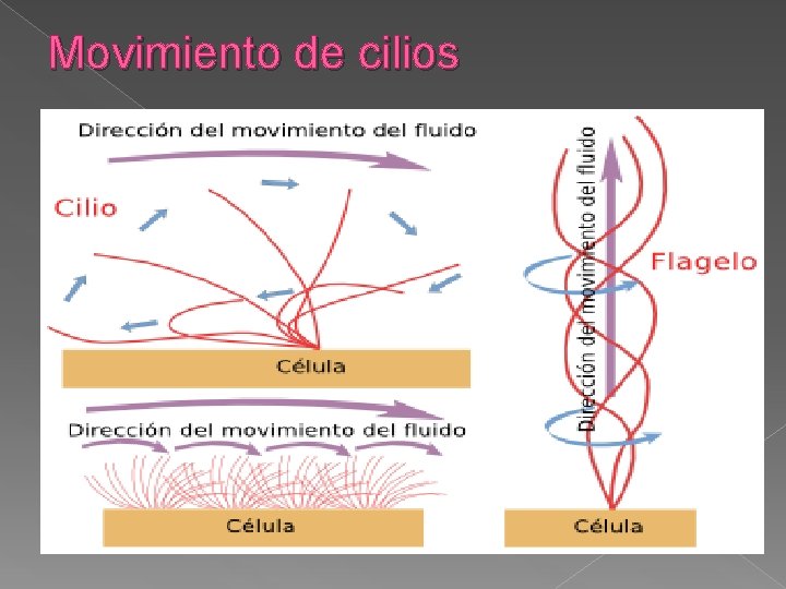 Movimiento de cilios 