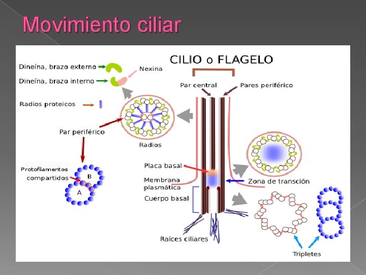 Movimiento ciliar 