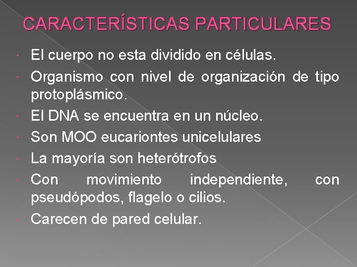 CARACTERÍSTICAS PARTICULARES El cuerpo no esta dividido en células. Organismo con nivel de organización