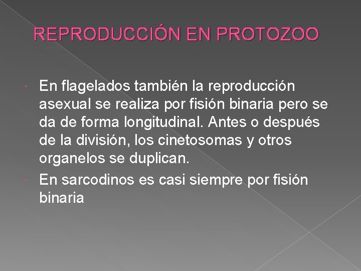 REPRODUCCIÓN EN PROTOZOO En flagelados también la reproducción asexual se realiza por fisión binaria