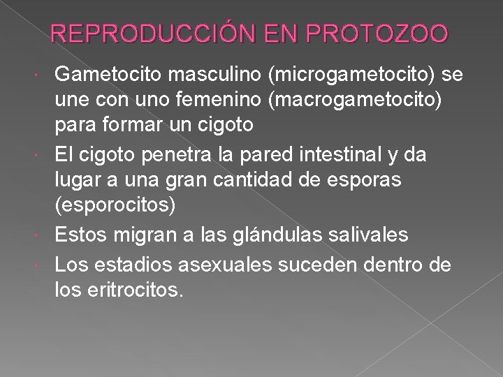 REPRODUCCIÓN EN PROTOZOO Gametocito masculino (microgametocito) se une con uno femenino (macrogametocito) para formar