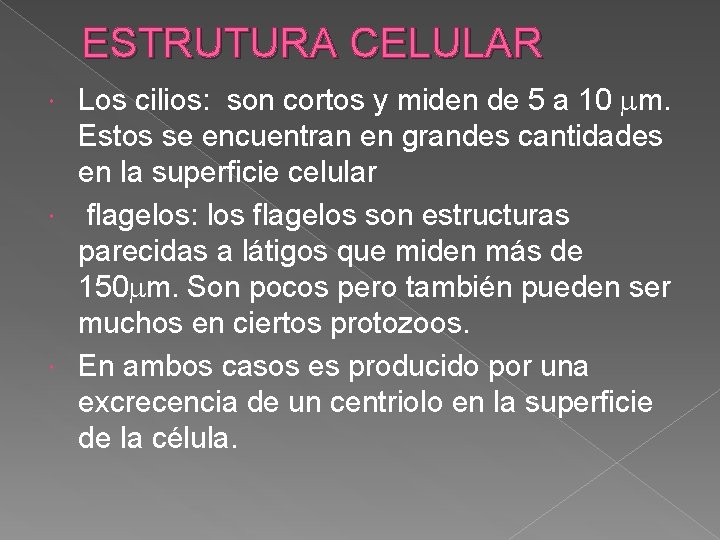 ESTRUTURA CELULAR Los cilios: son cortos y miden de 5 a 10 m. Estos