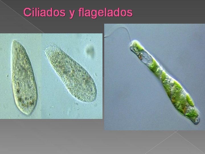 Ciliados y flagelados 