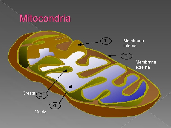 Mitocondria Membrana interna Membrana externa Cresta Matriz 