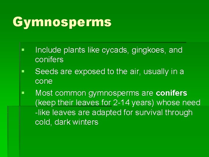 Gymnosperms § § § Include plants like cycads, gingkoes, and conifers Seeds are exposed