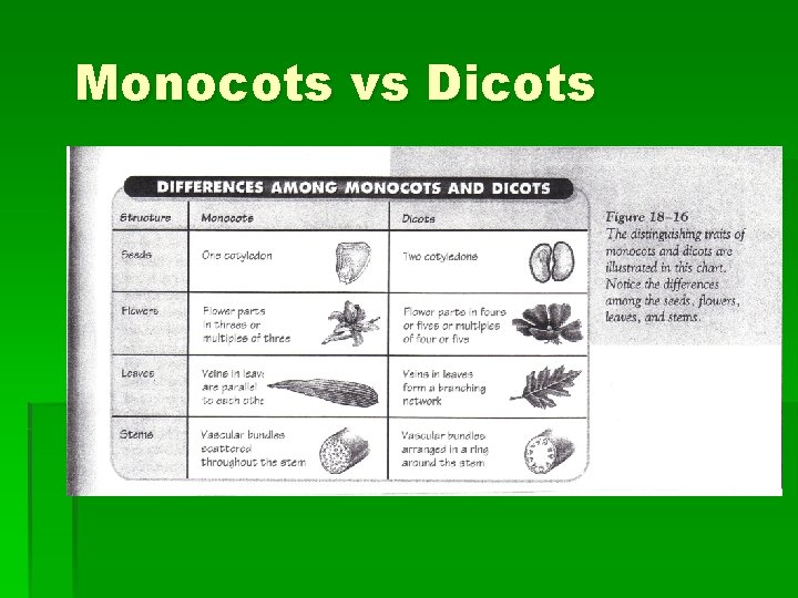 Monocots vs Dicots 