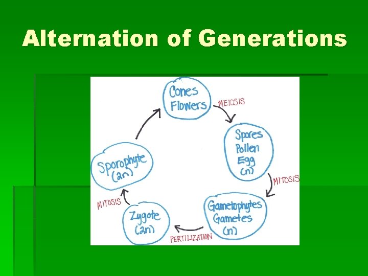 Alternation of Generations 