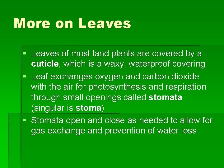 More on Leaves § Leaves of most land plants are covered by a cuticle,