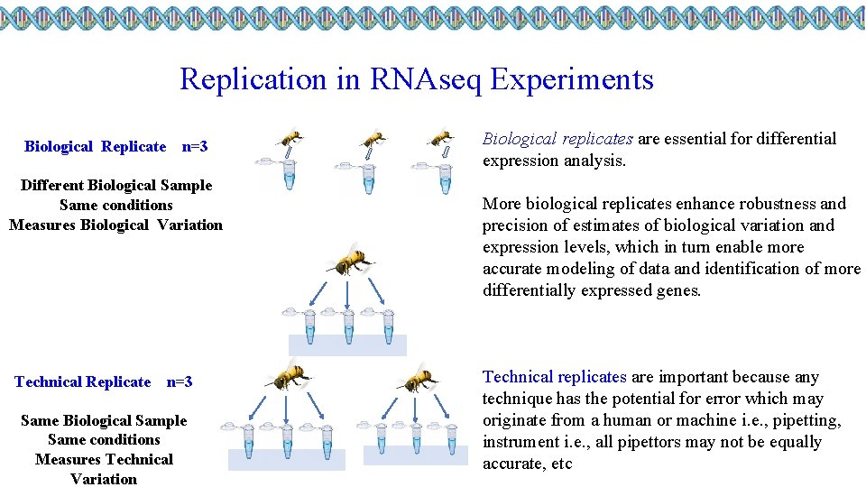 Replication in RNAseq Experiments Biological Replicate n=3 Different Biological Sample Same conditions Measures Biological