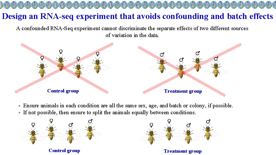 Design an RNA-seq experiment that avoids confounding and batch effects A confounded RNA-Seq experiment