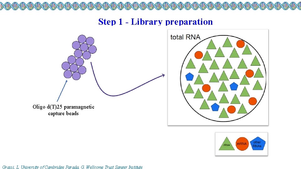 Step 1 - Library preparation Oligo d(T)25 paramagnetic capture beads Grassi, L. University of