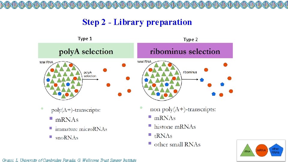 Step 2 - Library preparation Type 1 Grassi, L. University of Cambridge Parada, G.