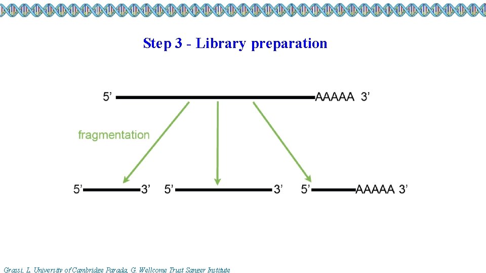 Step 3 - Library preparation Grassi, L. University of Cambridge Parada, G. Wellcome Trust