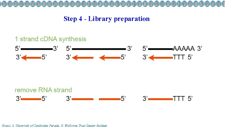 Step 4 - Library preparation Grassi, L. University of Cambridge Parada, G. Wellcome Trust