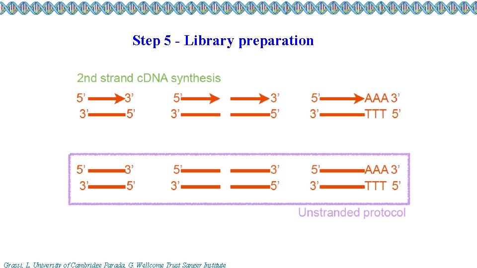 Step 5 - Library preparation Grassi, L. University of Cambridge Parada, G. Wellcome Trust