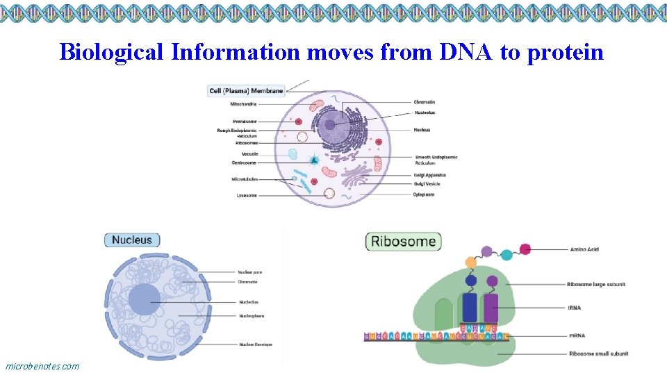 Biological Information moves from DNA to protein microbenotes. com 