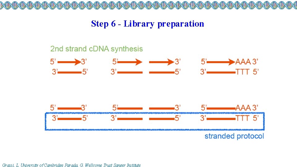 Step 6 - Library preparation Grassi, L. University of Cambridge Parada, G. Wellcome Trust