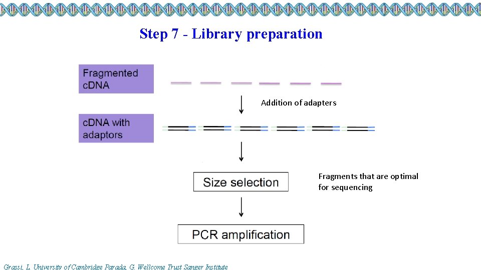 Step 7 - Library preparation Addition of adapters Fragments that are optimal for sequencing