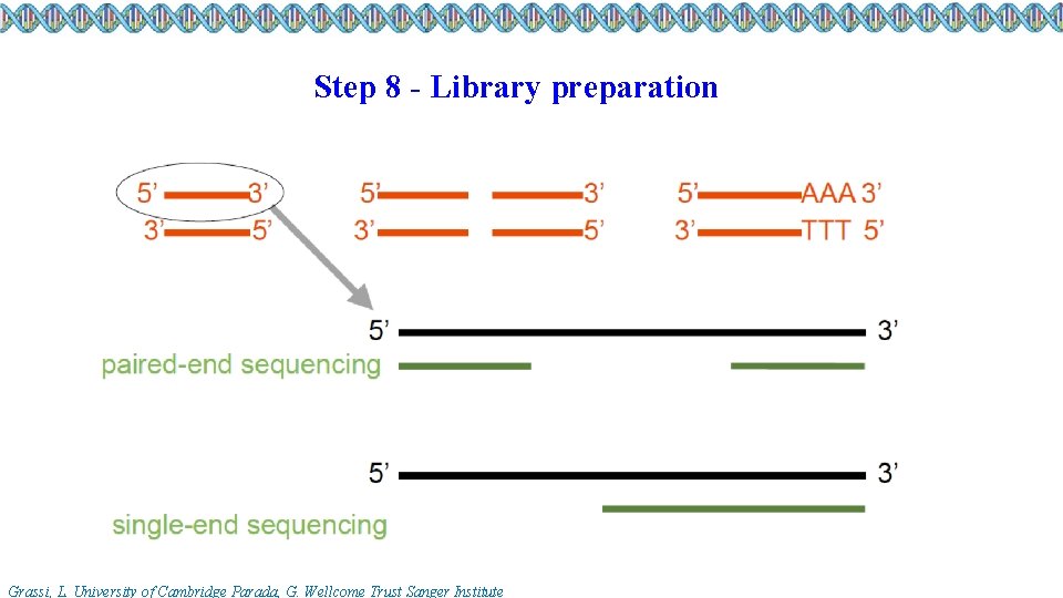 Step 8 - Library preparation Grassi, L. University of Cambridge Parada, G. Wellcome Trust