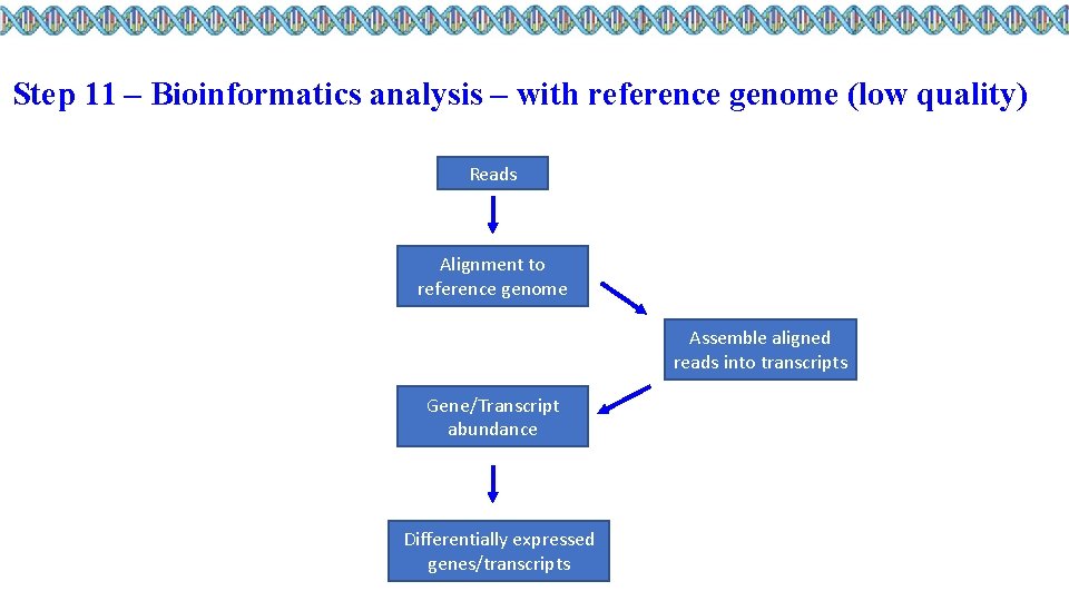 Step 11 – Bioinformatics analysis – with reference genome (low quality) Reads Alignment to