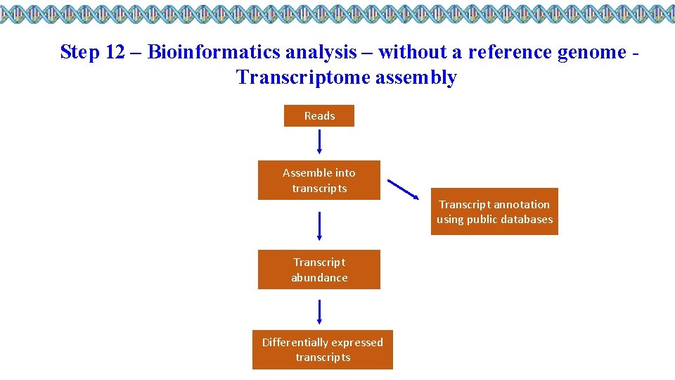 Step 12 – Bioinformatics analysis – without a reference genome Transcriptome assembly Reads Assemble