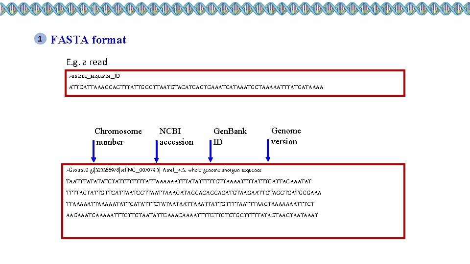 1 FASTA format E. g. a read >unique_sequence_ID ATTCATTAAAGCAGTTTATTGGCTTAATGTACATCAGTGAAATCATAAATGCTAAAAATTTATGATAAAA Chromosome number NCBI accession Gen.