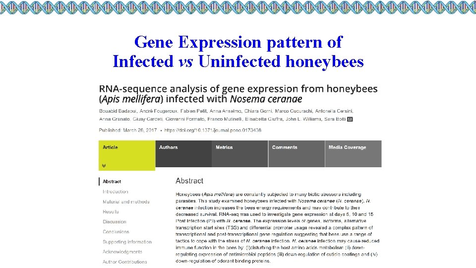 Gene Expression pattern of Infected vs Uninfected honeybees 