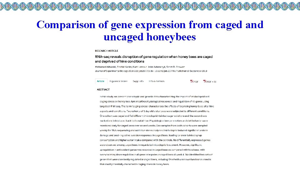 Comparison of gene expression from caged and uncaged honeybees 