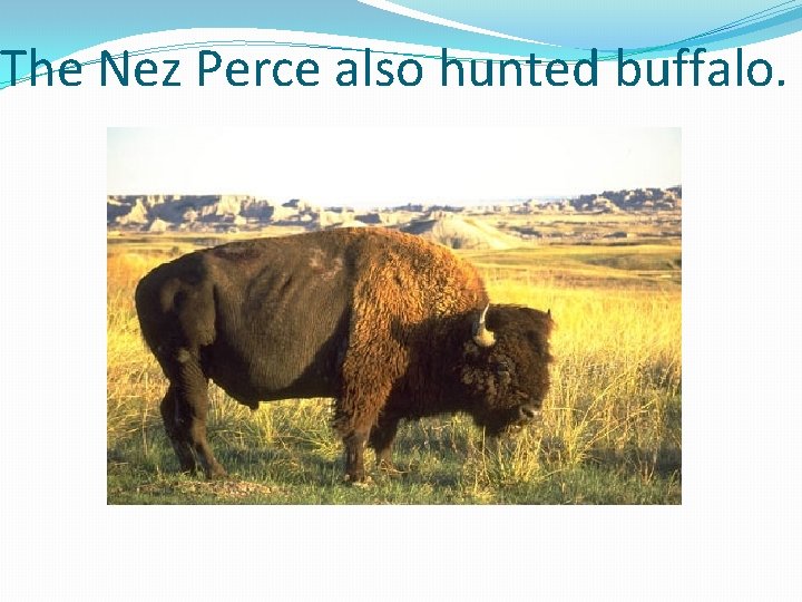 The Nez Perce also hunted buffalo. 