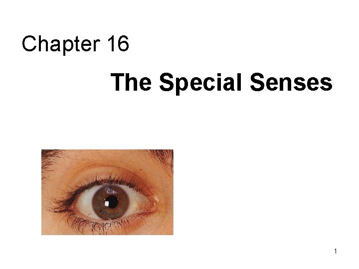 Chapter 16 The Special Senses 1 