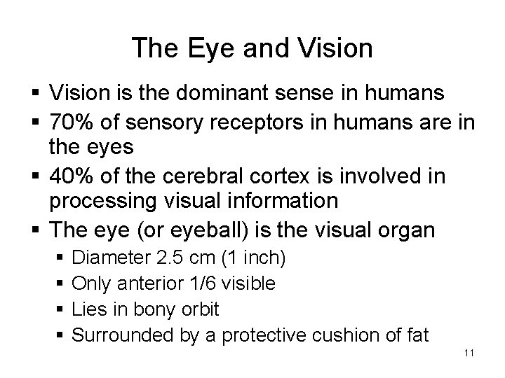 The Eye and Vision § Vision is the dominant sense in humans § 70%
