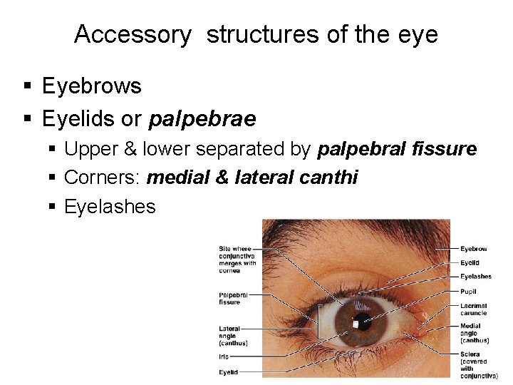 Accessory structures of the eye § Eyebrows § Eyelids or palpebrae § Upper &
