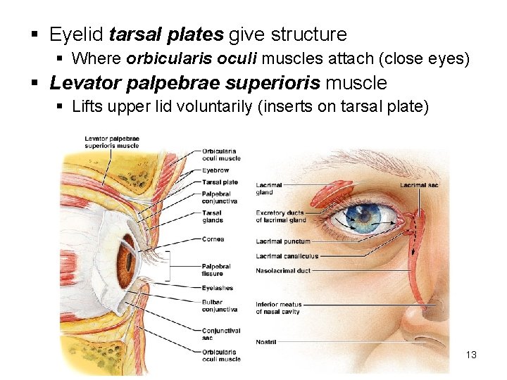 § Eyelid tarsal plates give structure § Where orbicularis oculi muscles attach (close eyes)