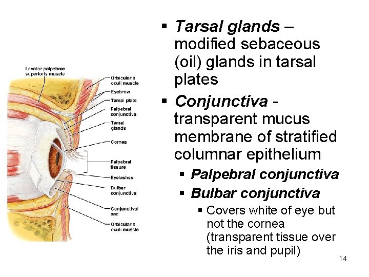 § Tarsal glands – modified sebaceous (oil) glands in tarsal plates § Conjunctiva transparent