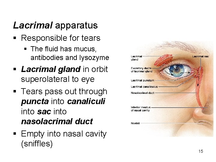 Lacrimal apparatus § Responsible for tears § The fluid has mucus, antibodies and lysozyme