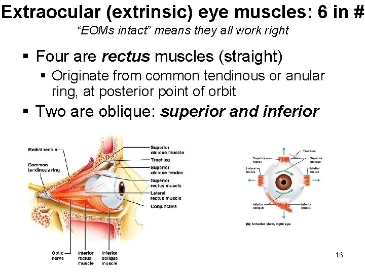 Extraocular (extrinsic) eye muscles: 6 in # “EOMs intact” means they all work right