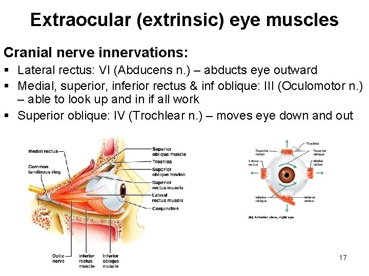 Extraocular (extrinsic) eye muscles Cranial nerve innervations: § Lateral rectus: VI (Abducens n. )
