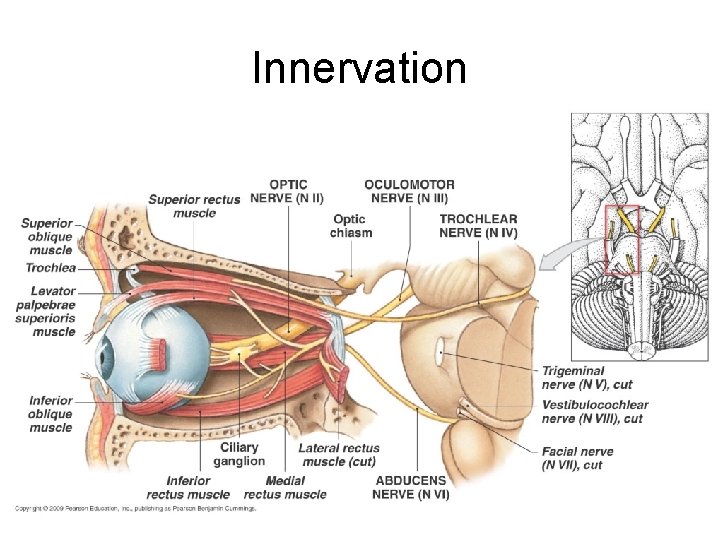 Innervation 18 