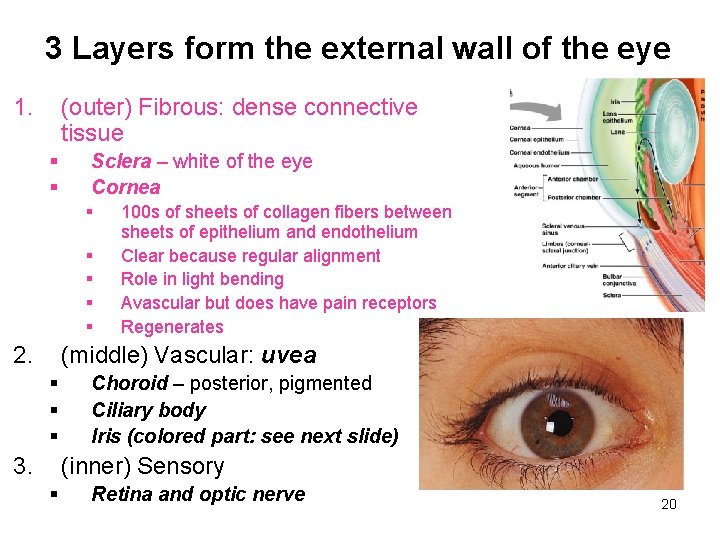 3 Layers form the external wall of the eye 1. (outer) Fibrous: dense connective