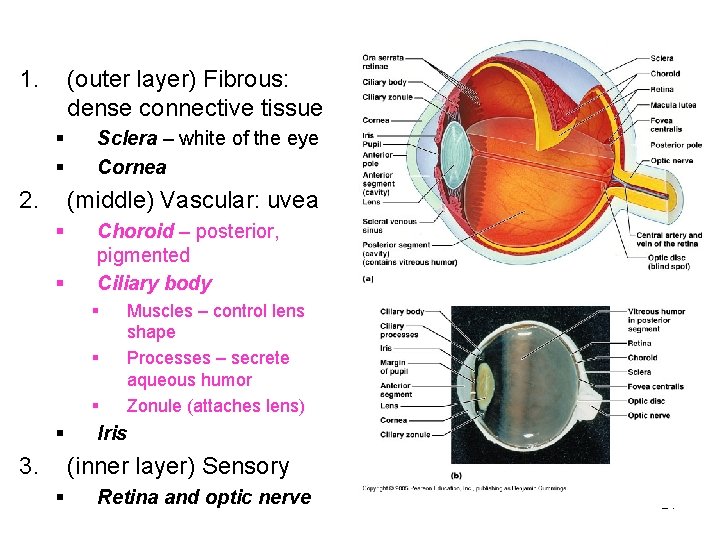 1. (outer layer) Fibrous: dense connective tissue § § 2. Sclera – white of