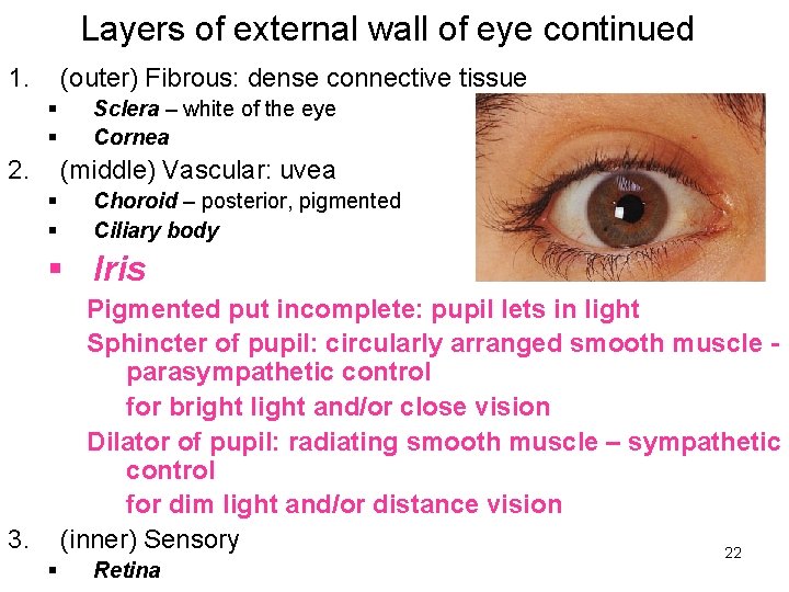 Layers of external wall of eye continued 1. (outer) Fibrous: dense connective tissue §